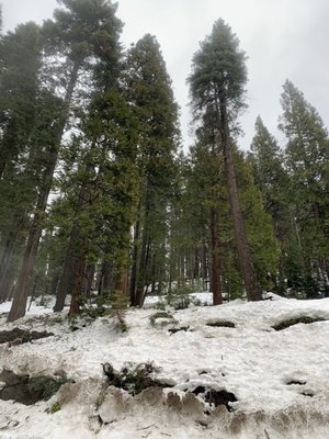 Wawona Campground by null
