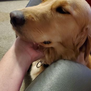 Vail Ranch Goldens - Pet Breeders Near Me Vail Ranch Goldens - Pet Breeders Near Me