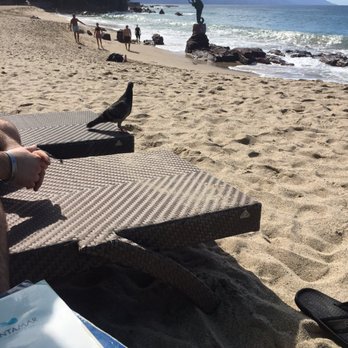 Almar - You'll see birds too. - Resorts Near Me - Puerto Vallarta, JAL