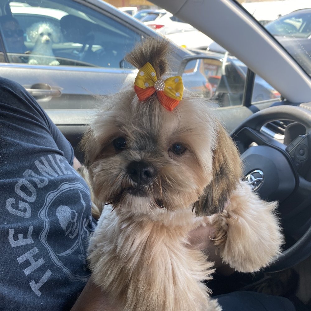 Happy Dog Grooming - Excited to go back home - Pet Groomers Near Me - Ontario, California Happy Dog Grooming - Excited to go back home - Pet Groomers Near Me - Ontario, California
