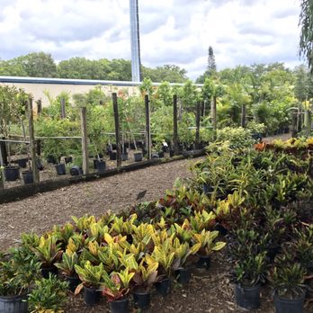 Willow Tree Nursery - Tons of plants - Nurseries & Gardening Near Me - Saint Petersburg, Florida Willow Tree Nursery - Tons of plants - Nurseries & Gardening Near Me - Saint Petersburg, Florida