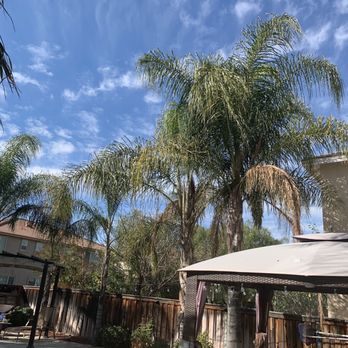 Ezra Tree Service - Before - Tree Services Near Me