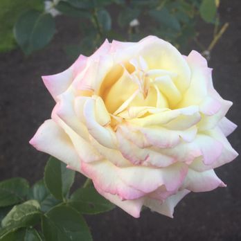 Kaibara Park - Botanical Gardens Near Me - Kent, Washington
