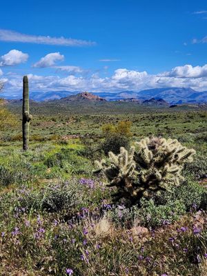 Lost Dutchman State Park by null