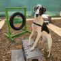 Photo of Dogland