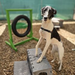 Dogland