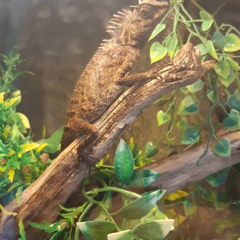 All Reptiles - Pet Stores Near Me - Toronto, Ontario All Reptiles - Pet Stores Near Me - Toronto, Ontario