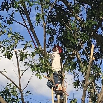 Joe Hanley's Tree Trimming - Tree Services Near Me - North Palm Beach, Florida Joe Hanley's Tree Trimming - Tree Services Near Me - North Palm Beach, Florida