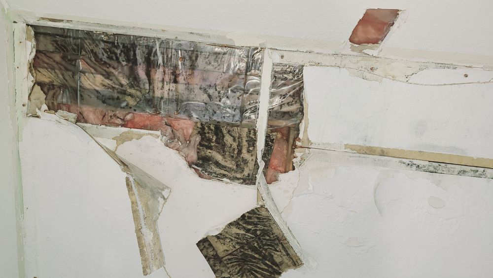 SafeNest Environmental Testing - mold inspector in Spokane, WA