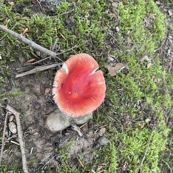 Hannacroix Creek Preserve - Mushrooms all along the trail to the falls - Hiking Near Me - New Baltimore, New York Hannacroix Creek Preserve - Mushrooms all along the trail to the falls - Hiking Near Me - New Baltimore, New York