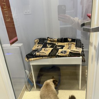 Club Cat - Pet Boarding Near Me - Irvine, California Club Cat - Pet Boarding Near Me - Irvine, California