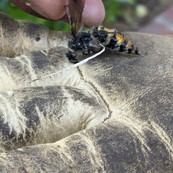 Busy Bee Removal - Pest Control Near Me - Burbank, California Busy Bee Removal - Pest Control Near Me - Burbank, California