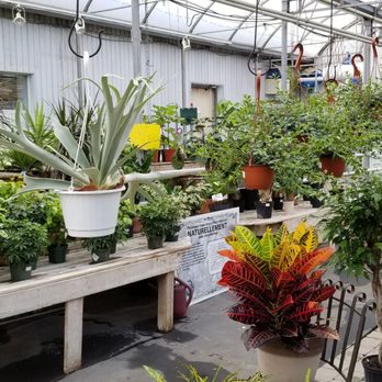 Rose Café - a variety of potted plants in a greenhouse - Cafes Near Me - Drummondville, Quebec