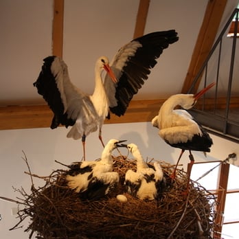 Storchenzentrum Bornheim - Museums Near Me - Bornheim, RP