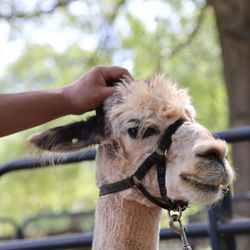 OnAgain OffAgain Farm - Who knew Alpacas are soooo soft and friendly!