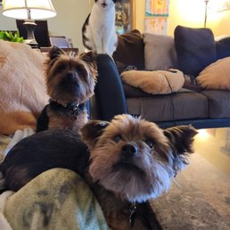 Our three fur babies. Max, Ruby, and Veda. Our three fur babies. Max, Ruby, and Veda.