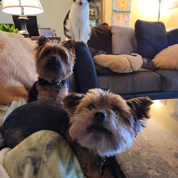MedVet Toledo - Our three fur babies. Max, Ruby, and Veda. - Veterinarians Near Me - Toledo, Ohio MedVet Toledo - Our three fur babies. Max, Ruby, and Veda. - Veterinarians Near Me - Toledo, Ohio