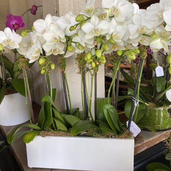 Flowers With Love - What my orchids looked like at purchase - Florists Near Me - Los Angeles, California