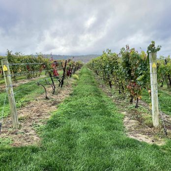 Millbrook Vineyards - The vineyard - Wine Tasting Room Near Me - Millbrook, New York