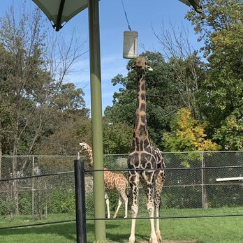 The Buffalo Zoo - Giraffe - Zoos Near Me - Buffalo, New York