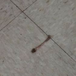 Chicken bone in front of refrigerator in aisle on floor?