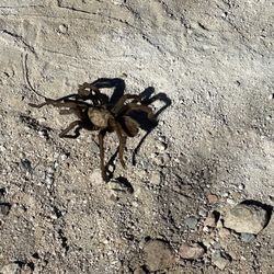 Fort Bowie National Historic Site - Tarantula on the path to the visitors center
