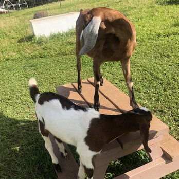 Honomu Goat Dairy - Attraction Farms Near Me - Honomu, Hawaii