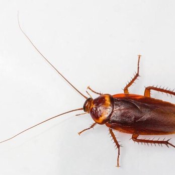 Bug Out Pest Control - Pest Control Near Me - Yuma, Arizona Bug Out Pest Control - Pest Control Near Me - Yuma, Arizona