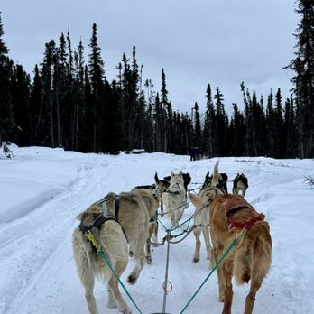 Black Spruce Dog Sledding - Sledding Near Me - Fairbanks, Alaska