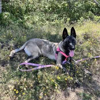 Jensen Canines - Ruger, 8month old Maligator - Pet Training Near Me - Orcutt, California Jensen Canines - Ruger, 8month old Maligator - Pet Training Near Me - Orcutt, California