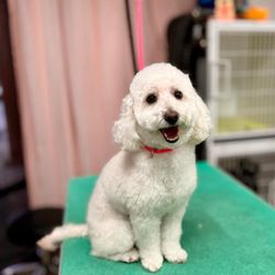 The Dapper Doxie Grooming - Our friend, Keanu!