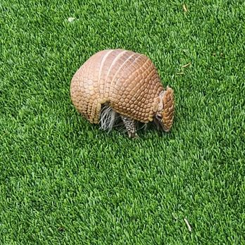Bearizona - Armadillo - Zoos Near Me - Williams, Arizona Bearizona - Armadillo - Zoos Near Me - Williams, Arizona