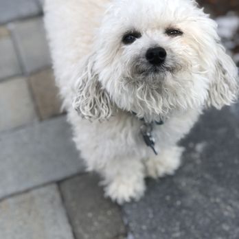Applehead City Pet - Pet Groomers Near Me - Bellevue, Kentucky