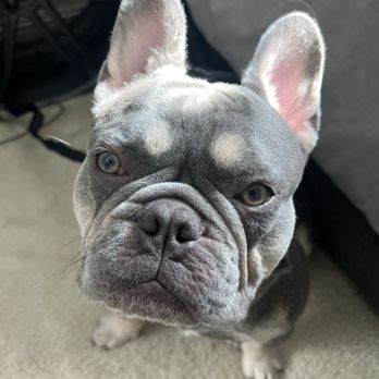 ArKane 9 Dog Training - Pet Training Near Me ArKane 9 Dog Training - Pet Training Near Me
