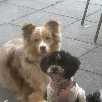 Puget Hound Grooming - Miniature Aussie (Teddy) and Shitzu (Millie) - Pet Groomers Near Me - Seattle, Washington Puget Hound Grooming - Miniature Aussie (Teddy) and Shitzu (Millie) - Pet Groomers Near Me - Seattle, Washington