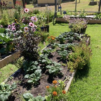 Mar Vista Farm + Cottages - This is the garden that guests are allowed to add some fresh produce to their meals when they are ripe. - Bed & Breakfast Near Me - Gualala, California Mar Vista Farm + Cottages - This is the garden that guests are allowed to add some fresh produce to their meals when they are ripe. - Bed & Breakfast Near Me - Gualala, California