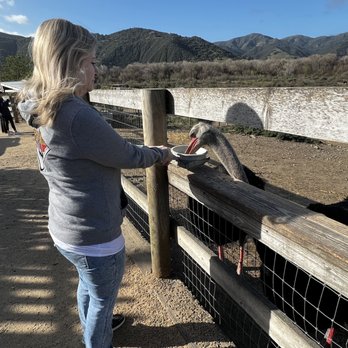Ostrichland USA - Attraction Farms Near Me - Solvang, California Ostrichland USA - Attraction Farms Near Me - Solvang, California