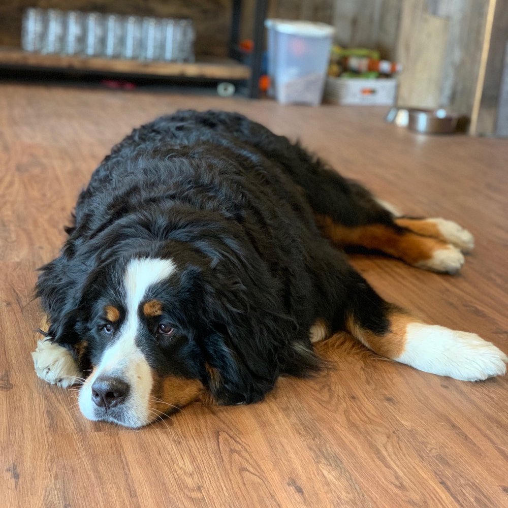 Little Town Brews - Amazing hound - Beer, Wine & Spirits Near Me - Littleton, New Hampshire Little Town Brews - Amazing hound - Beer, Wine & Spirits Near Me - Littleton, New Hampshire