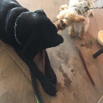 Snooze, an A.M. Eatery - Happy fur babies after our hike! - Breakfast & Brunch Near Me - Phoenix, Arizona