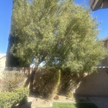 WestCo Tree Service - Before - Tree Services Near Me WestCo Tree Service - Before - Tree Services Near Me