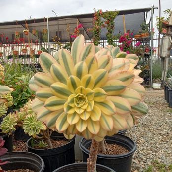 A&A Nursery - Sunburst aeonium (large) - Nurseries & Gardening Near Me - Los Angeles, California