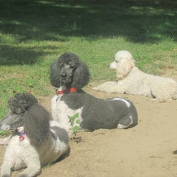 Bow Wow Boutique - My Poodle Gang