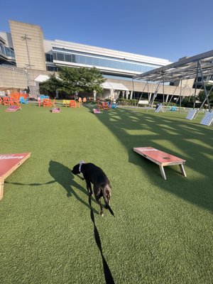 the Lawn on D by null