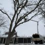 Photo of KrusinKings Tree Service