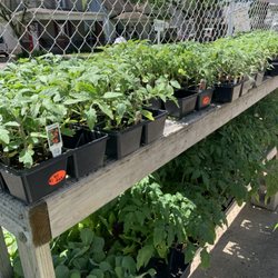 Becky's Market - Garden plants