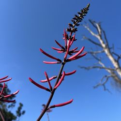 Cedar Point Environmental Park - Coral bean February 2026