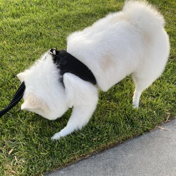 Brea Grooming - Pet Groomers Near Me - Brea, California