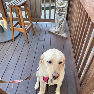 Nollie's Taco Joint by null