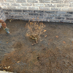 Secret Gardener Landscape - Holly bush is dead he planted this 5 months ago. roughly January 15th 2020