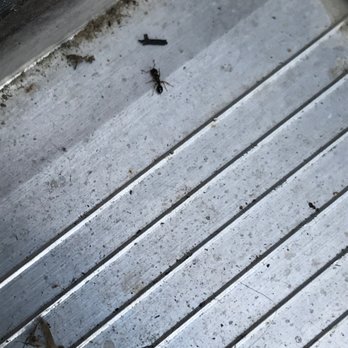 Olympic Pest Service - Carpenter ants outside a doorway - Pest Control Near Me - Parlin, New Jersey